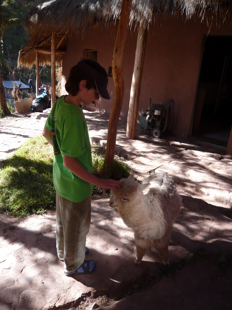 Young Boy and Young Llama